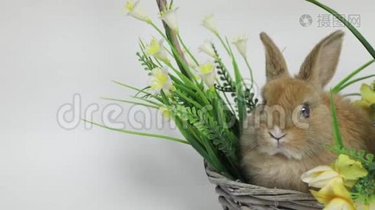 可爱的兔子坐在篮子里视频