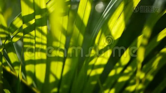 带阳光的热带绿棕叶，抽象的自然背景。 散焦冲洗视频