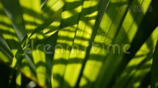 带阳光的热带绿棕叶，抽象的自然背景。 散焦冲洗视频