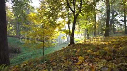 公园运动背景中的秋黄叶视频