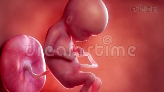 胎儿-第16周视频