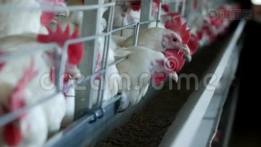 家禽养殖场，饲养鸡和蛋，鸡啄饲料，特写，工厂母鸡，养鸡场视频