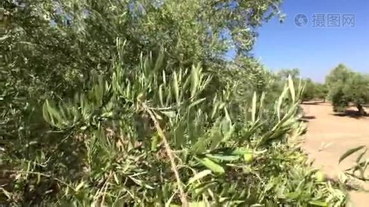 贾恩附近的橄榄树视频