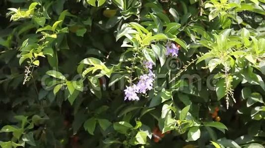 小白混合紫花或杜兰塔代表花视频
