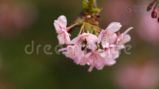 春季系列花卉：樱桃小花簇簇，微风吹拂，近景，4K电影视频