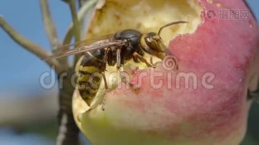 大黄蜂吃红苹果视频