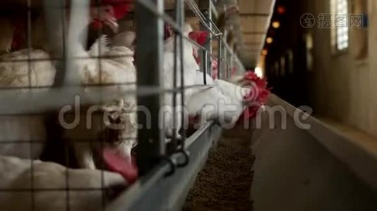 家禽养殖场，饲养鸡和蛋，鸡啄饲料，特写，牧场视频