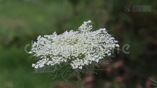 一朵白色的野花视频