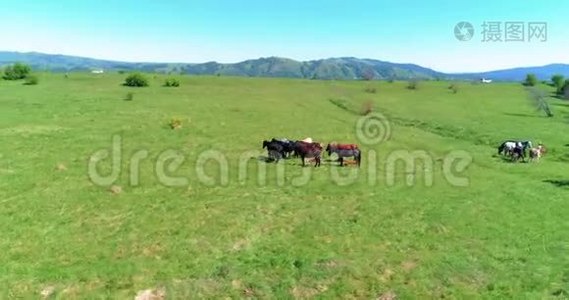 飞越山地草地上的野马群。 夏山野性.. 自由生态概念。视频