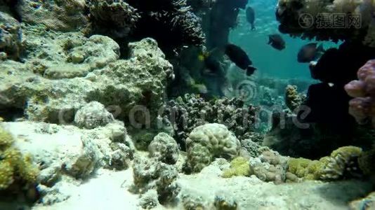 海洋，珊瑚和鱼。视频