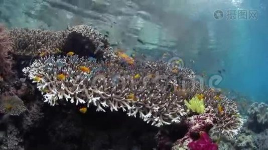五颜六色的珊瑚礁鱼视频