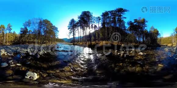 360VR虚拟现实的一片野山，松林和河流流淌.. 国家公园，草地和阳光。视频