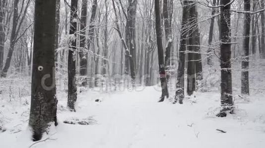 降雪中的树木视频