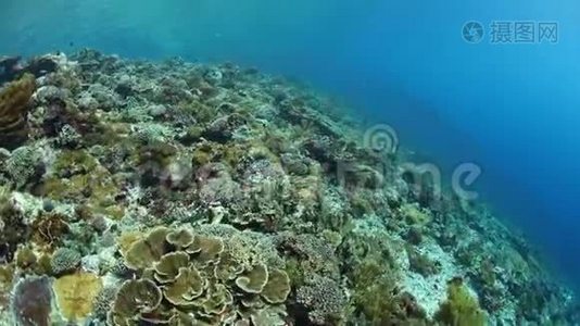 印度尼西亚健康和生物多样性珊瑚礁视频