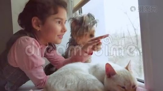 女孩和宠物猫和狗看着窗外，宠物猫睡觉视频