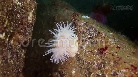 巴伦支海海底放线菌的海葵。视频