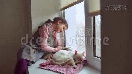 少女和宠物猫和宠物狗看着窗外，猫睡觉视频