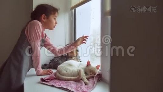 女孩和宠物猫和狗看着窗外，猫宠物睡觉视频