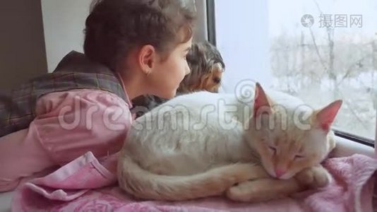女孩和宠物猫和狗看着窗外，猫睡觉视频