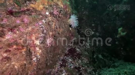 巴伦支海海底放线菌的白色Anemones。视频