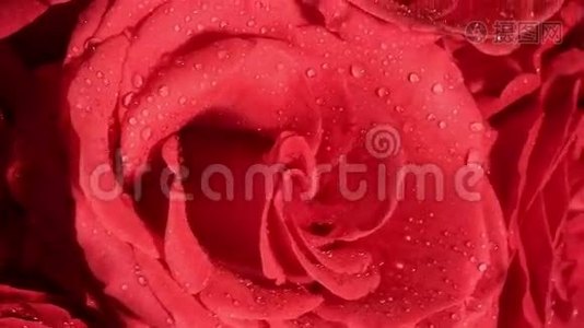 美丽的红玫瑰花束与旋转视频