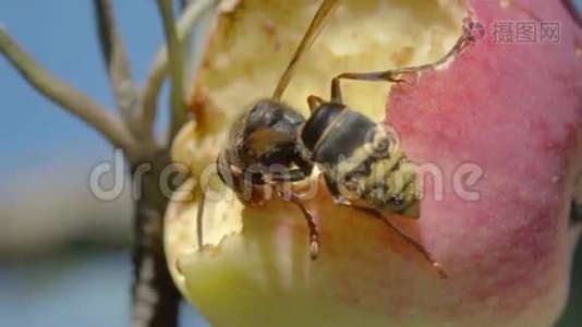 大黄蜂吃红苹果视频