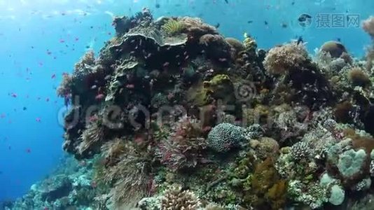 印度尼西亚生物多样性珊瑚礁视频
