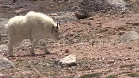 高山山羊视频