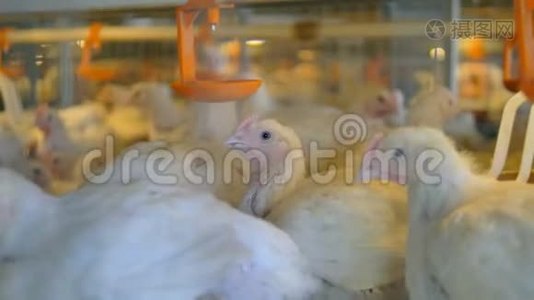 家禽农场的鸡。 4K.视频