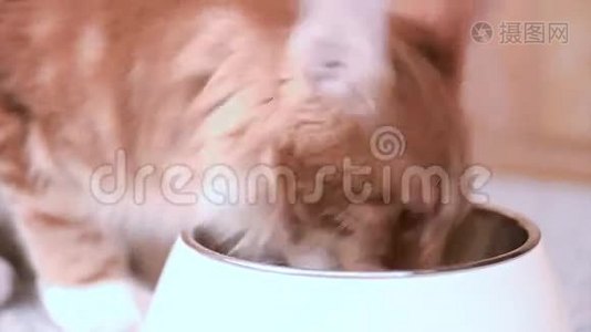 缅因州的猫吃视频