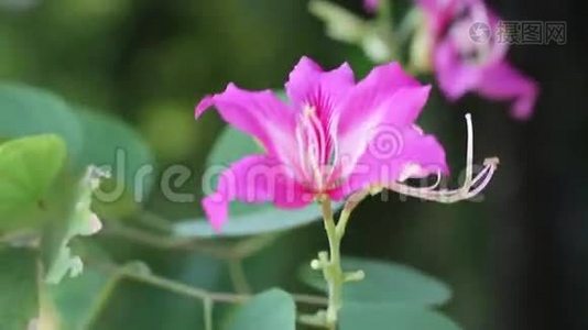 紫荆紫薇，兰省，越南视频