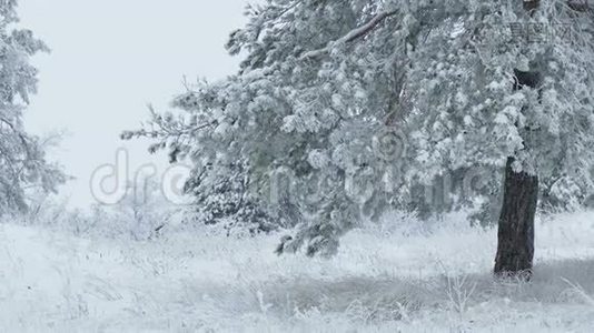 白雪皑皑的野林中的枞树视频