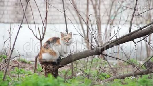 街上的无家可归的猫视频