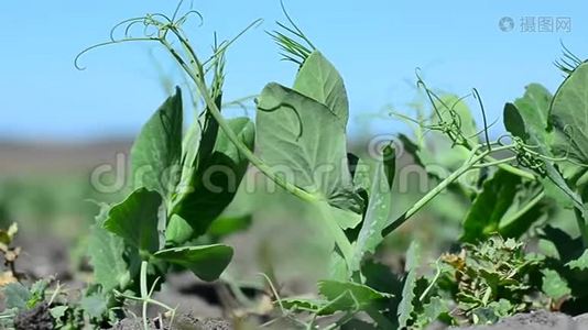 春期青豆逆天植物视频