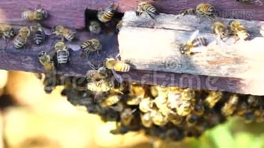 越南宾福省养蜂。视频