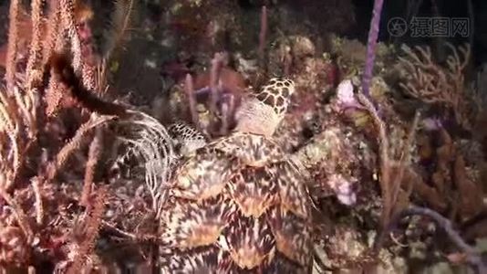 晚上在珊瑚礁上寻找食物的海龟视频