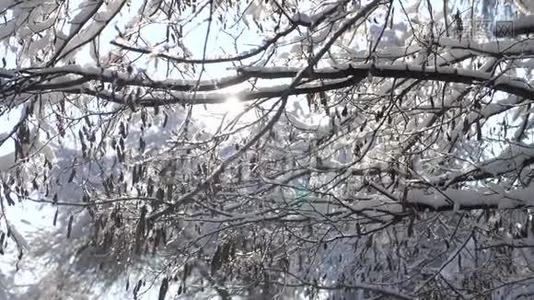 干燥冻枝树冬日雪日阳光眩目美景.. 白色背景上干燥的树枝视频