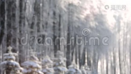 冬天在森林里下雪，柔和的圣诞节早晨下雪视频