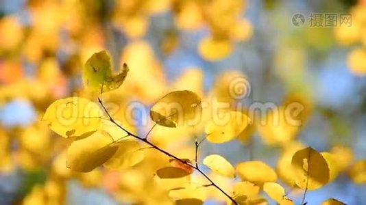 美丽的黄秋叶背光视频