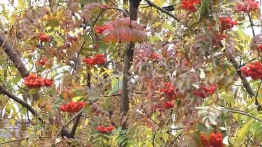 秋天的树枝上有浆果红色的在风中摇曳视频