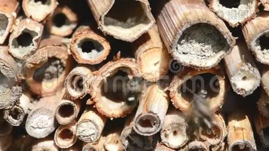 在春天，野蜂奥斯米娅·比科尼斯在一家昆虫旅馆的庇护箱前飞翔。 竹木制成的树干视频