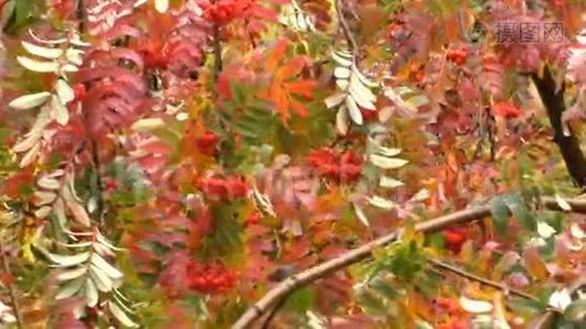 秋天的树枝上有浆果红色的在风中摇曳视频