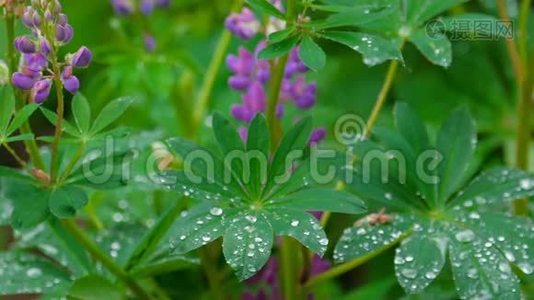 夏雨后卢平盛开.视频