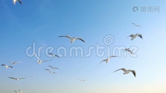 鸟兽海鸥在明亮的蓝天上飞翔视频