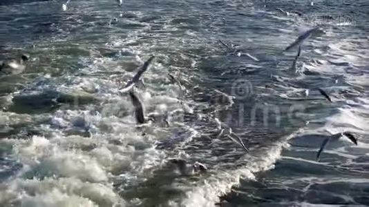 鸟兽海鸥在海水中飞翔视频