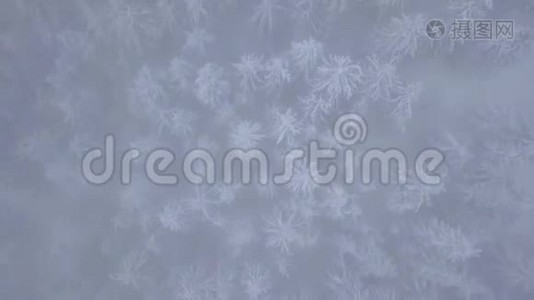 在雪山针叶林中飞过暴风雪，不舒服的冬天天气。视频