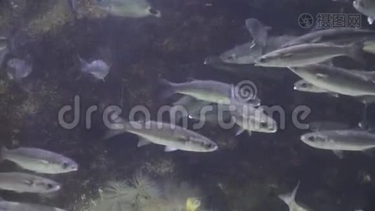 海洋生物鱼在水下游泳视频