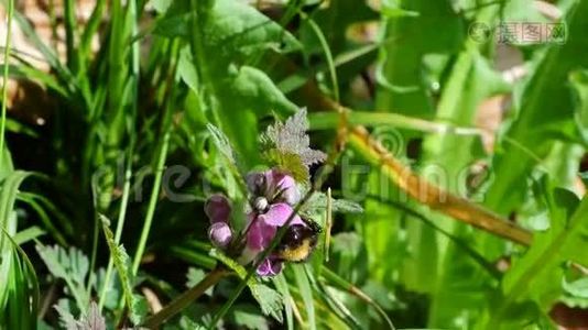 大黄蜂采集花蜜.视频