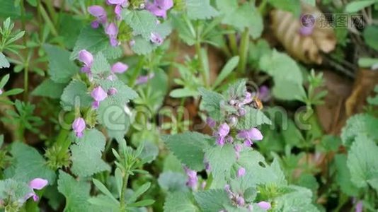 大黄蜂采集花蜜.视频