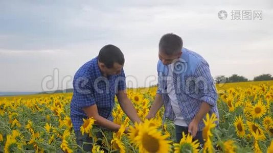 两个农民的生意探索步行检查向日葵作物在田间慢动作视频。 小麦田夏日视频